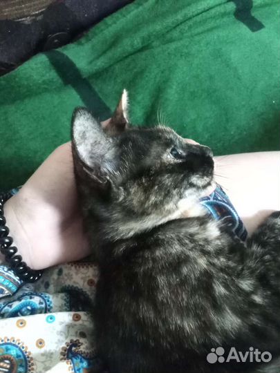 Кошечка в добрые руки