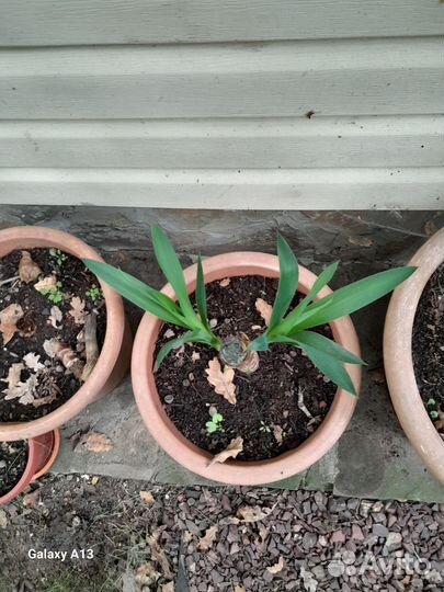 Разных саратов цветы от тысячи до пяти тысяч