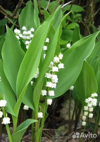 Красивоцвеущие многолетники для Сибири