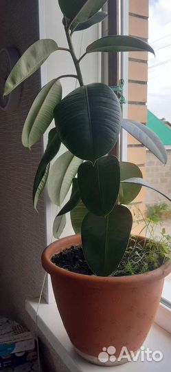 Фикус каучуконосный