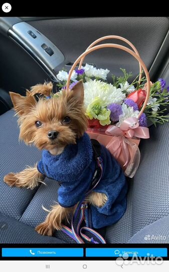 Мини йорики