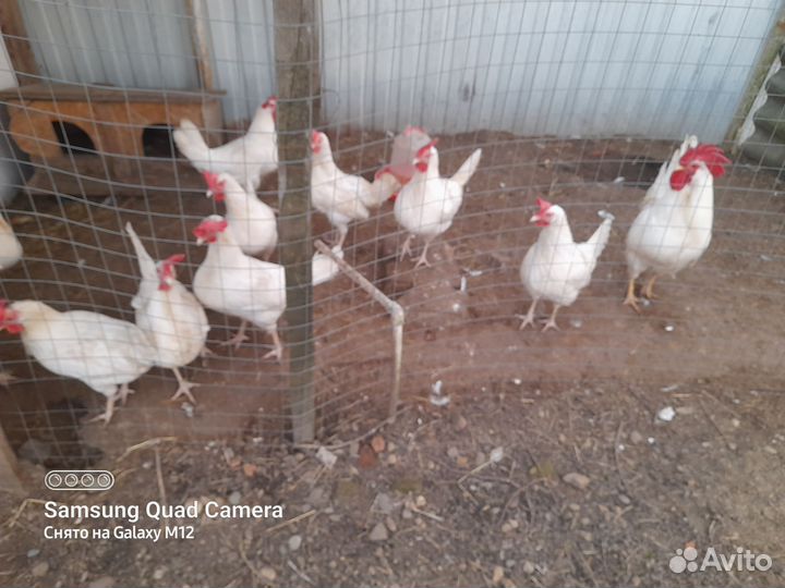 Инк. яйцо Барковской, Леггорна, Билефельдера