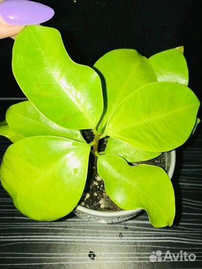 Фикус Пур Голд