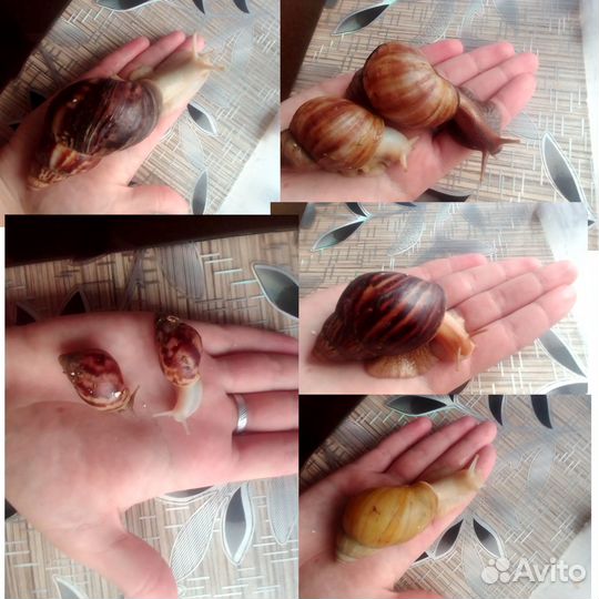 Улиточки ахатины разные