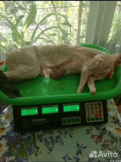Мясо кролика
