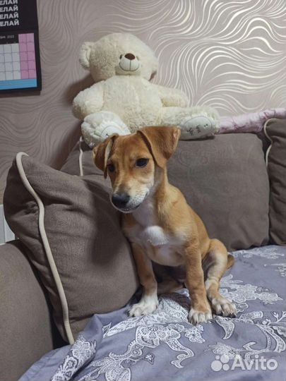 Метис таксы