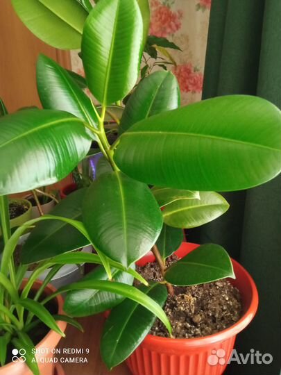 Продаю комнатные цветы