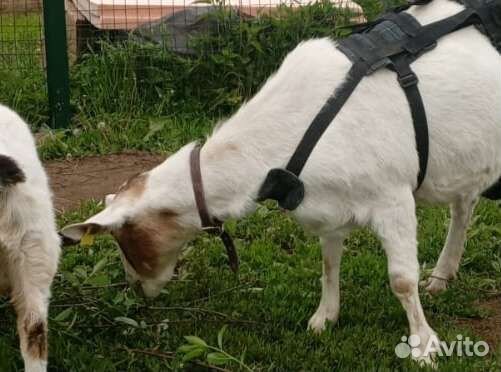 Лифчик для козы
