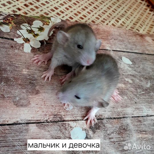 Декоративная крыса дамбо