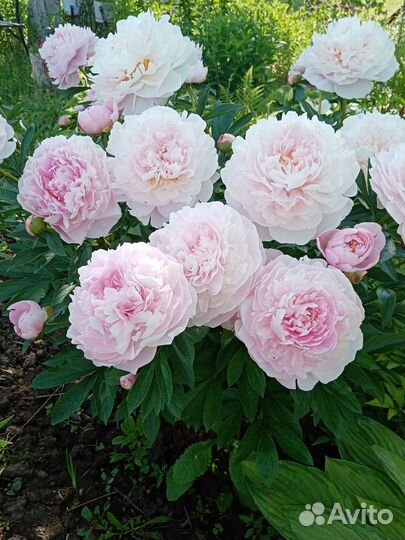 Сортовой пион и сибирские ирисы