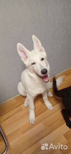 Передержка домашних животных