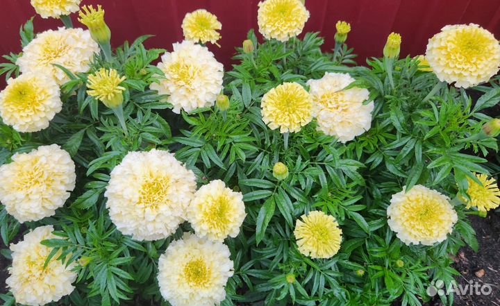 Бархатцы семена