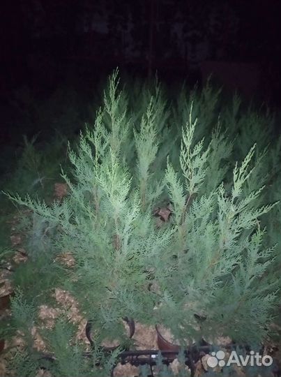 Купресоцепарис Лейланда Сupressocyparis leylandii