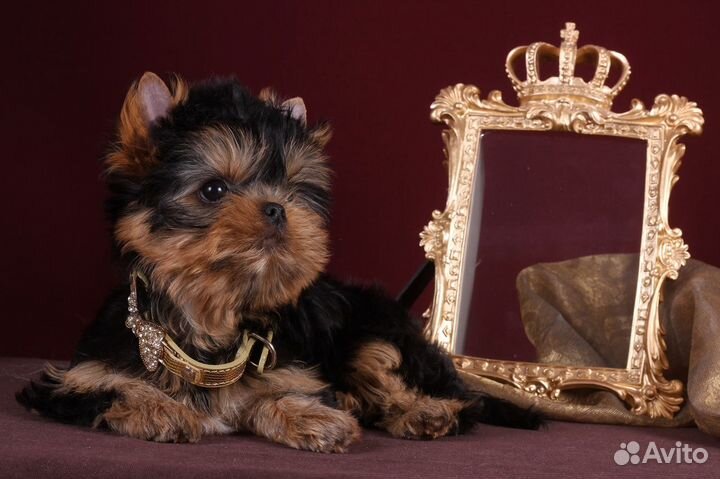 Йоркширские чудо-детки кокетки РКФ