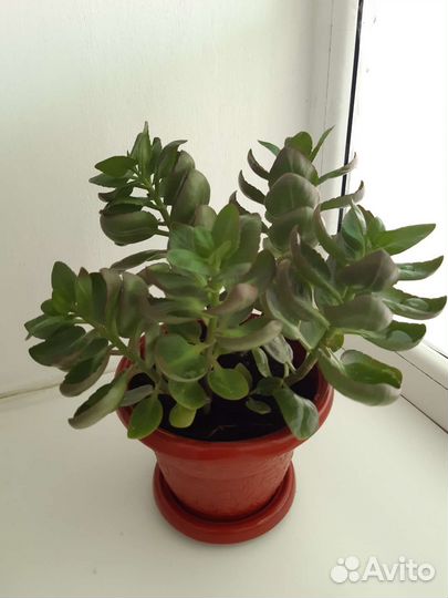 Каланхоэ цветущий