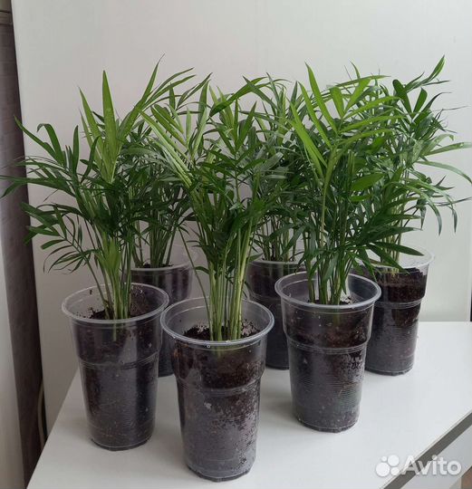 Хамедорея Элеганс изящная