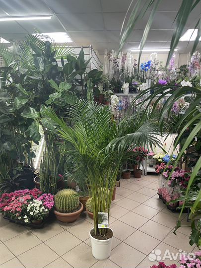 Пальма Арека