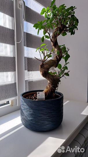 Дерево бонсай живое