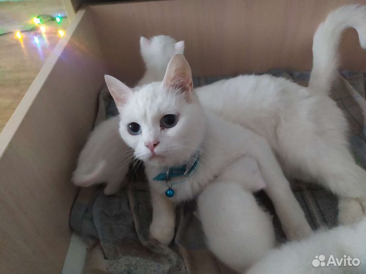 Шатланские котята метис