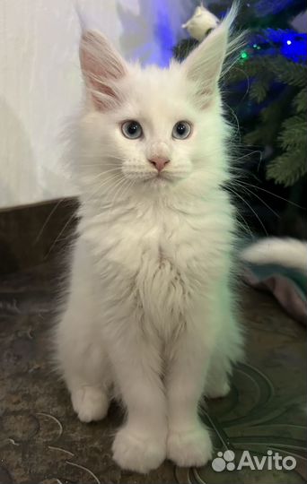 Котята мейн-кун