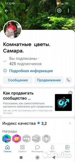 Эписция. Комнатные цветы