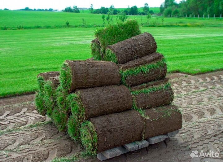 Продажа Рулонного газона