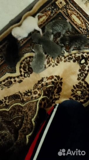 Шотландская вислоухая