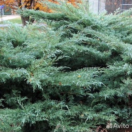 Можжевельник виргинский Хетц