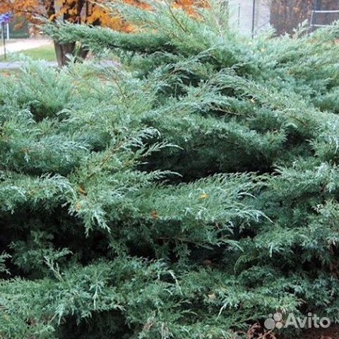 Можжевельник виргинский Хетц