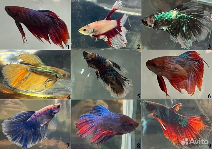 Рыбка Петушок в аквариуме