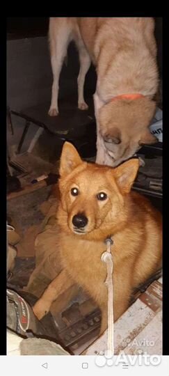 Карело финская лайка