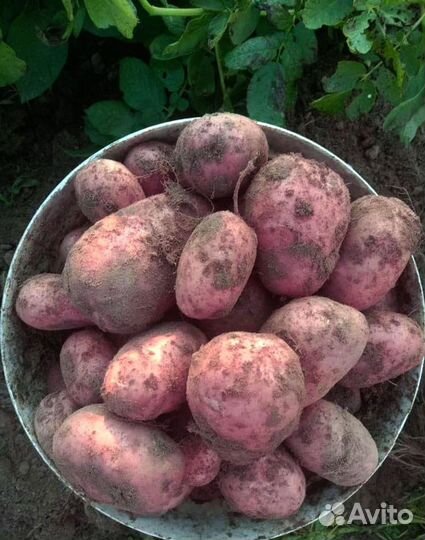 Продам картофель с доставкой