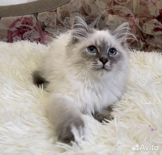 Невские маскарадные котята