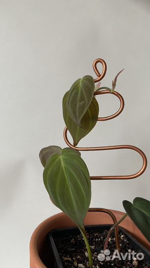 Опора для комнатных растений