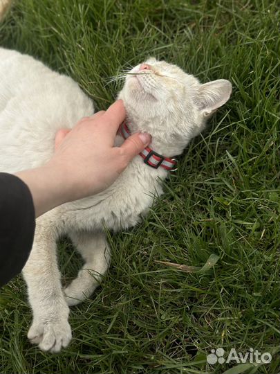 Котенок кошка в замечательную семью