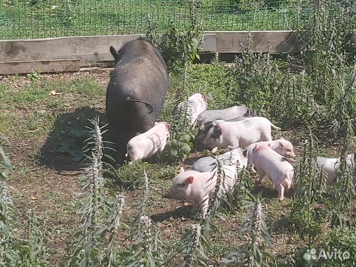 Продам вьетнамских поросят