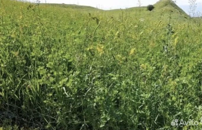 Сено разнотравье