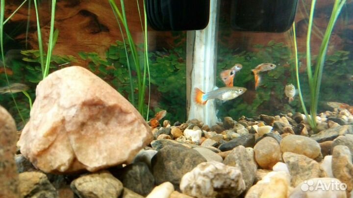 Гуппи вуалевые, Эндлера