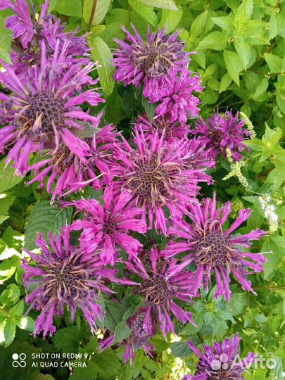 Многолетние растения для сада