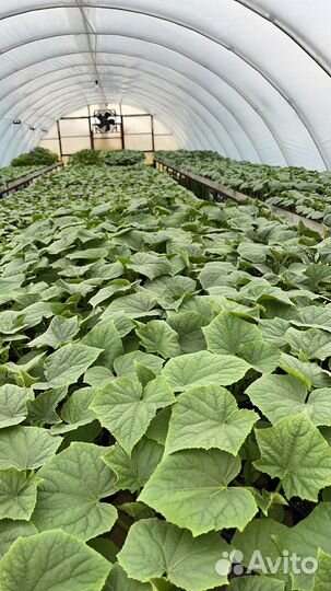 Рассада огурцов