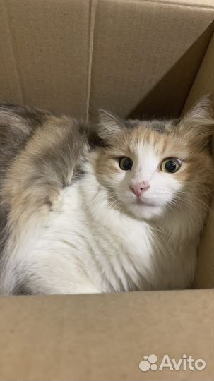 Кошка в дар бесплатно