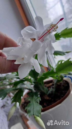 Декабрист или шлюмбергера Malissa (белый)