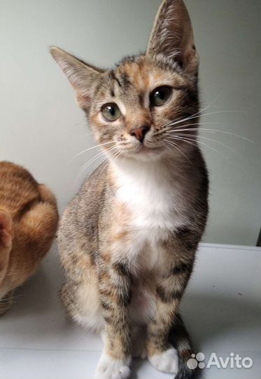 Котята