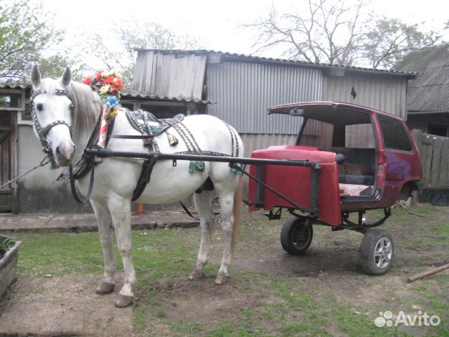 Товары для лошадей