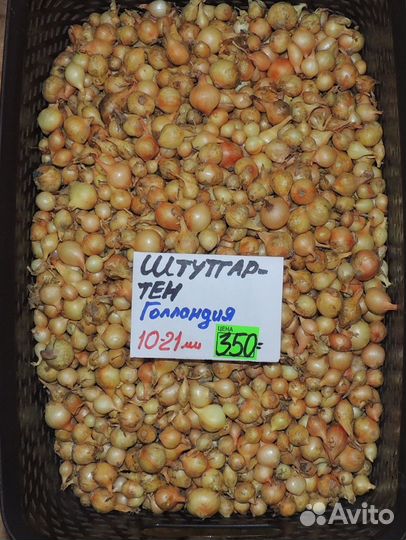 Голландский и Российский лук севок