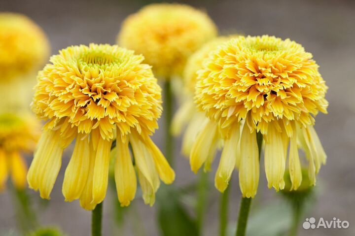 Саженцы эхинацей