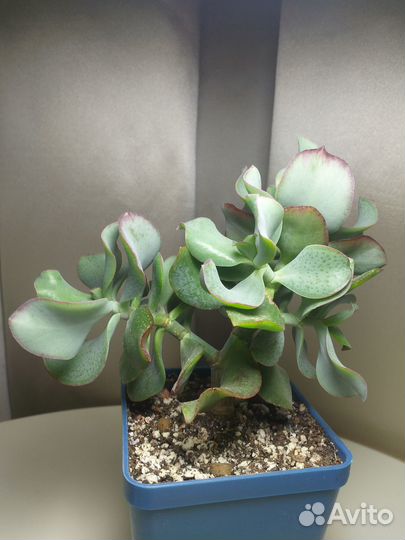 Суккуленты