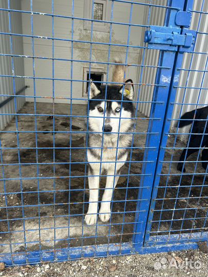 Сибирский хаски попал в отлов. Ищет дом