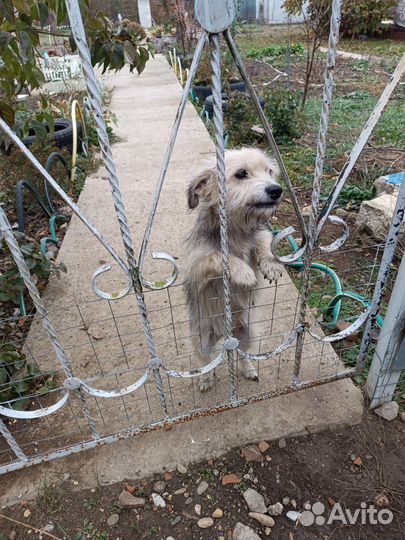 Щенок болоночки