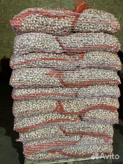 Продажа лук севок